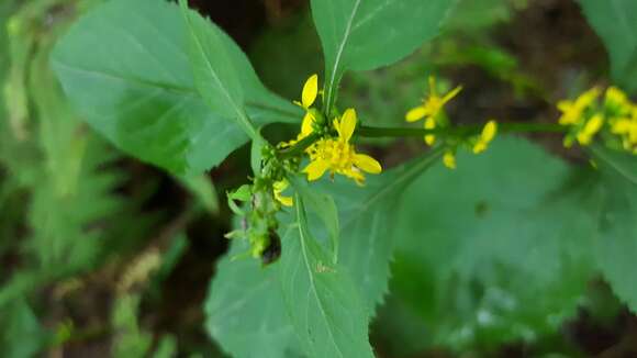 Image of Broad-leaved goldenrod