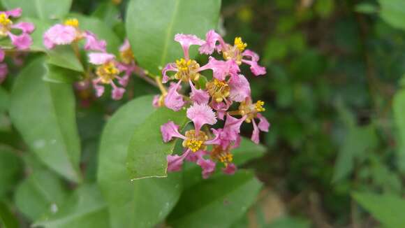 Imagem de Malpighia glabra L.