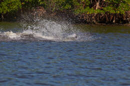 Imagem de Tursiops Gervais 1855