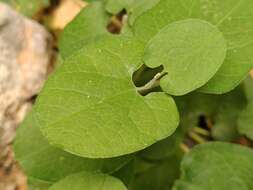 Image of Aristolochia cretica Lam.