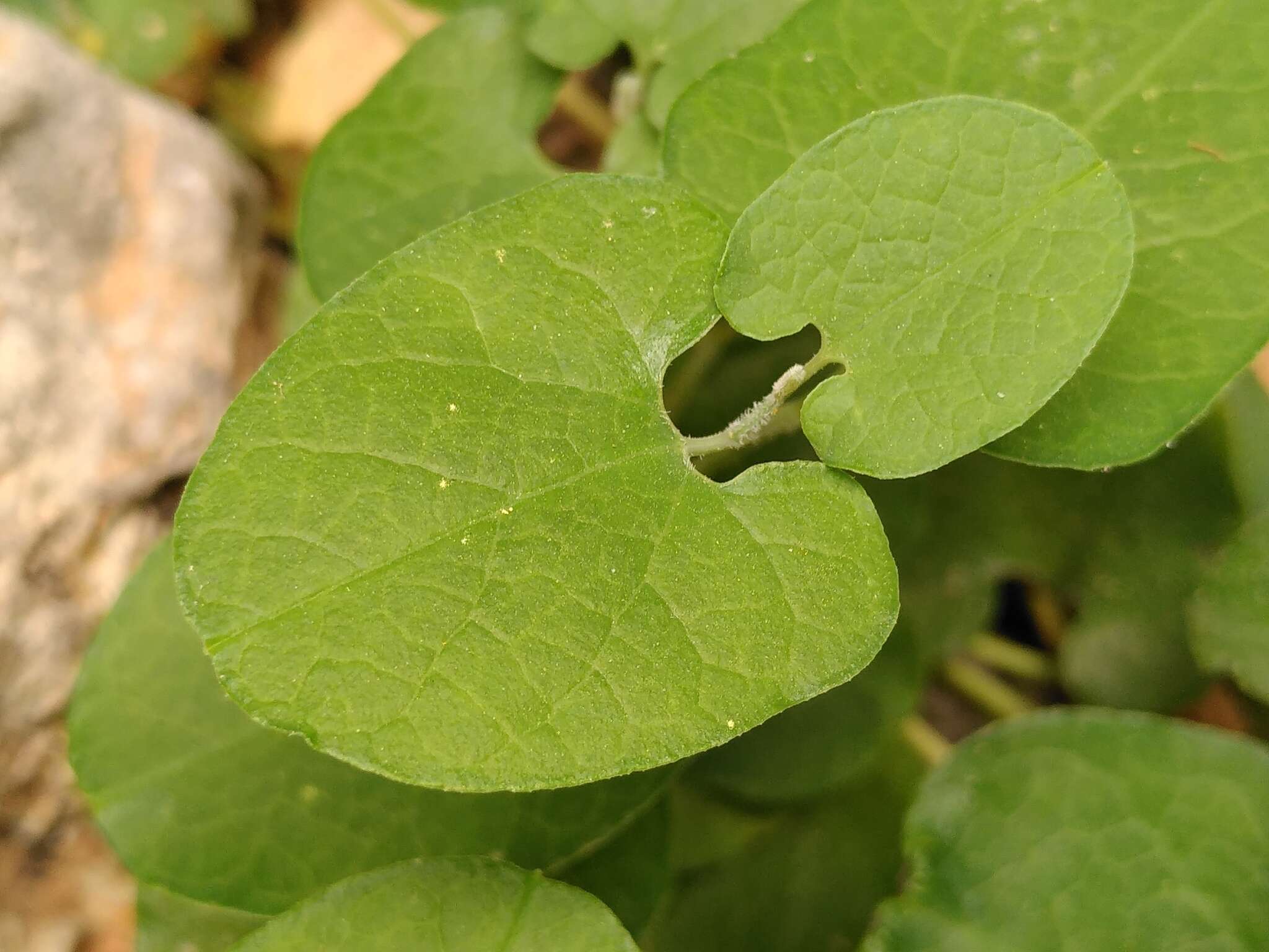 Plancia ëd Aristolochia cretica Lam.