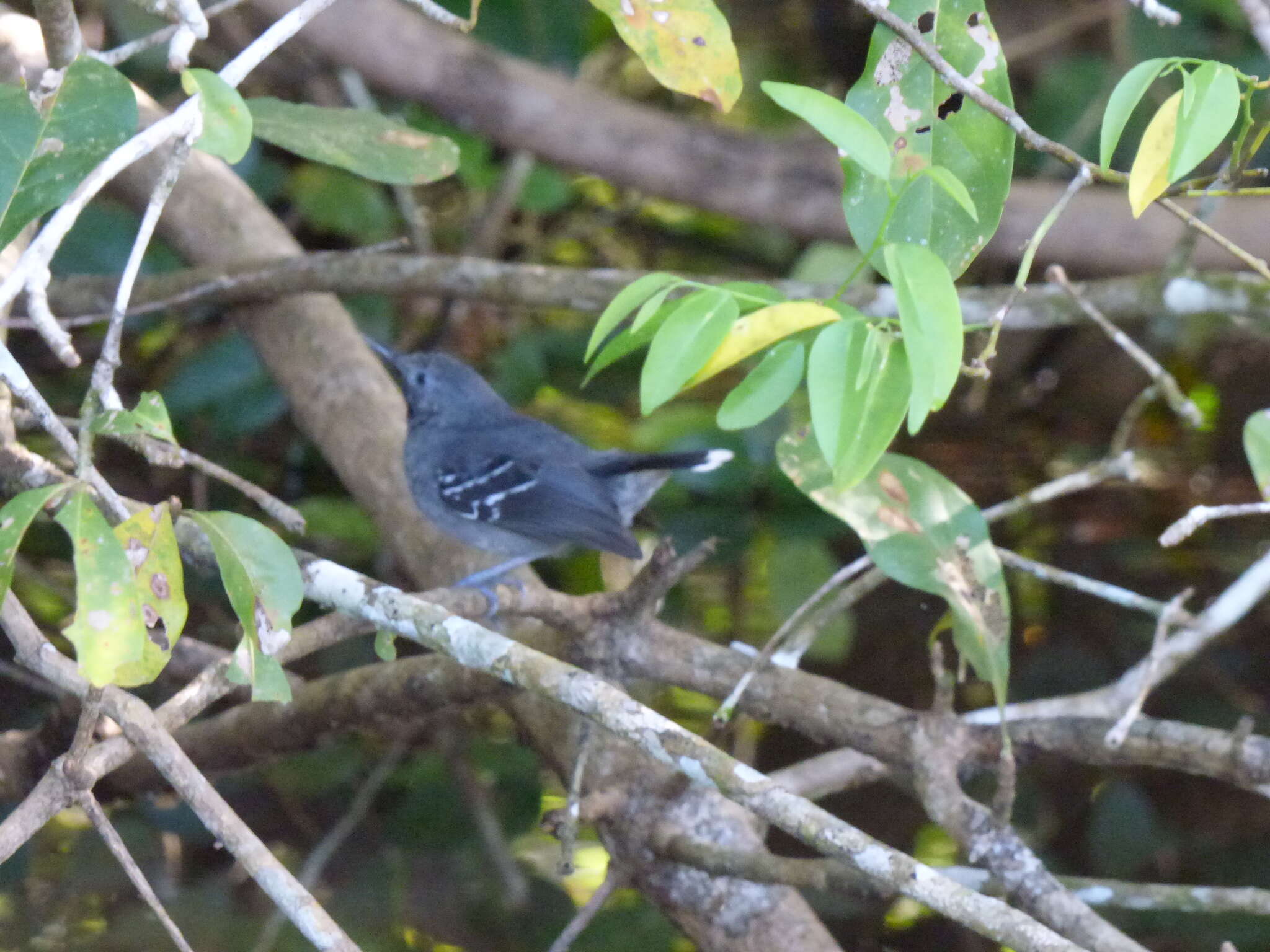 Image of Band-tailed Antbird