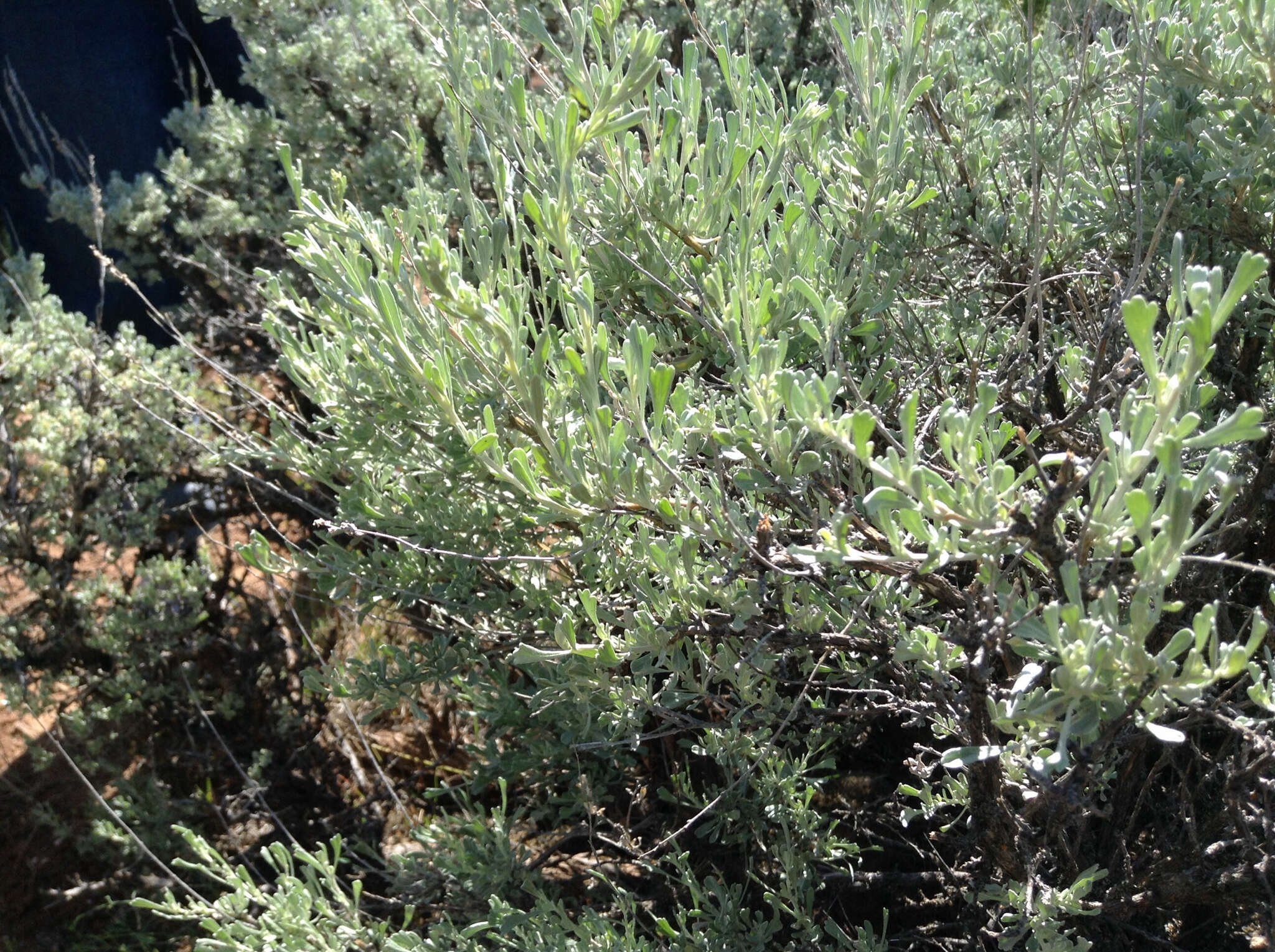 Plancia ëd Artemisia tridentata subsp. wyomingensis Beetle & Young