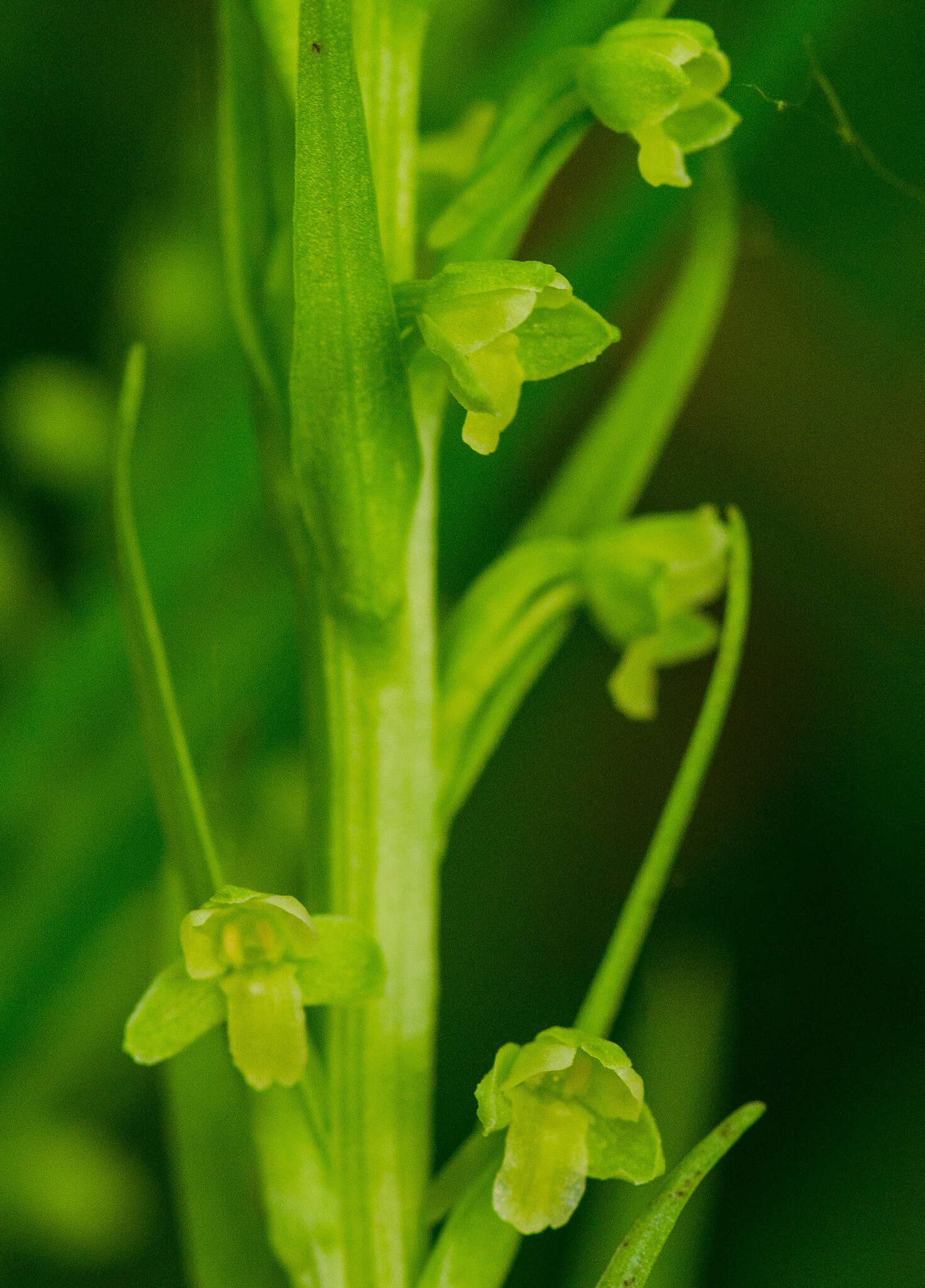 Image of palegreen orchid