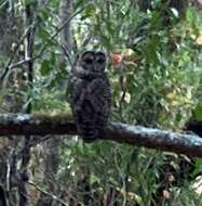 Image of Northern Spotted Owl