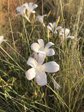 Image of Barleria pretoriensis C. B. Cl.