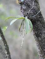 Image of Butterfly orchid