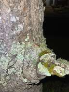 Image of Antilles Robber Frog