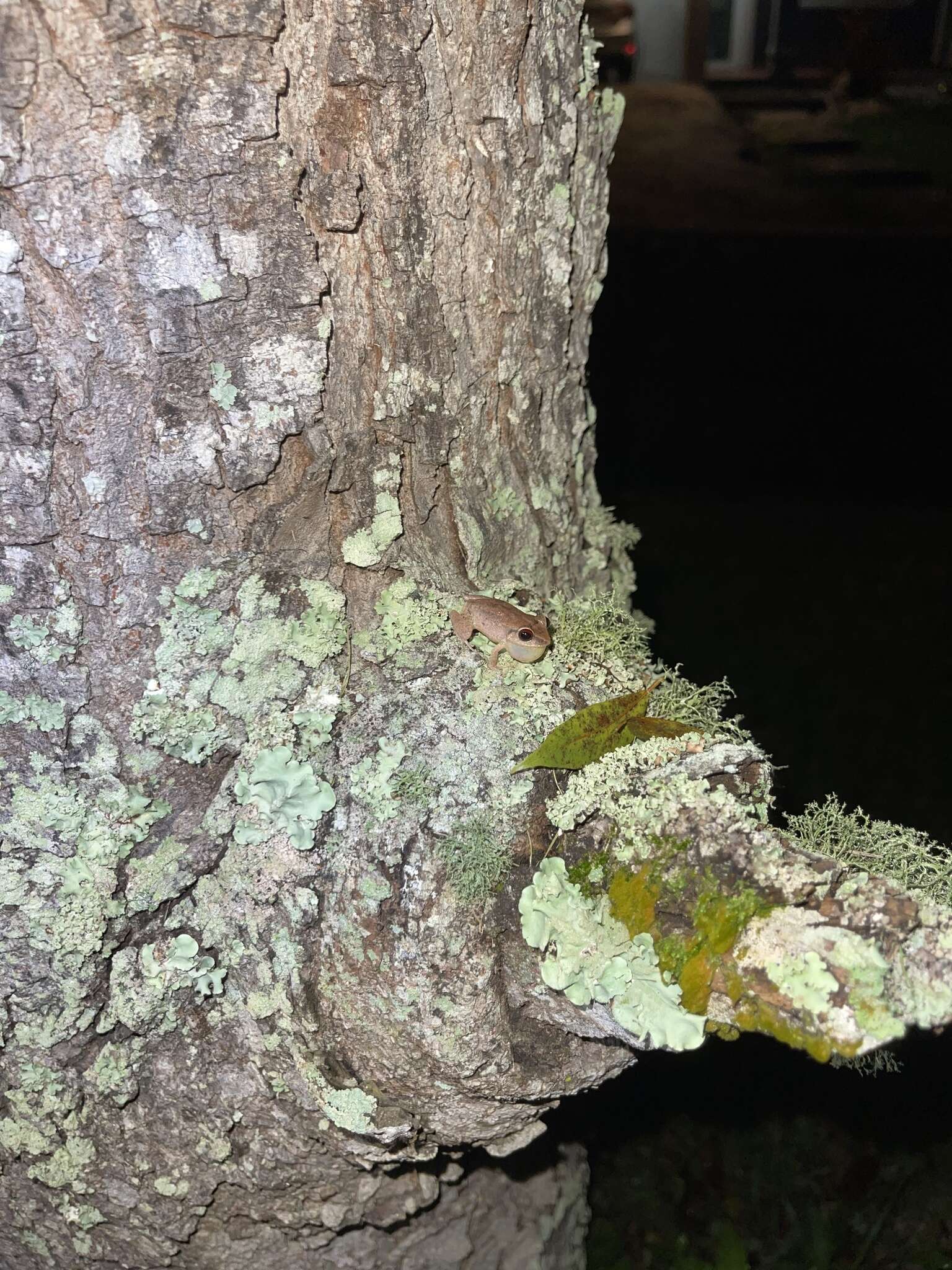 Image of Antilles Robber Frog