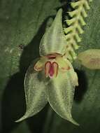 Image of Lepanthes craticia Luer