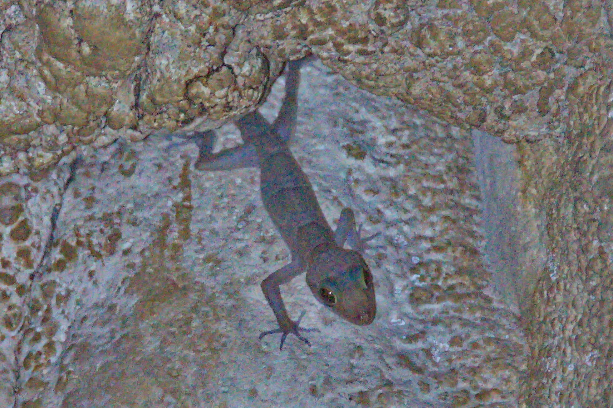 صورة Cyrtodactylus sumonthai Bauer, Pauwels & Chanhome 2002