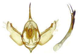 Image de Xanthorhoe packardata McDunnough 1945