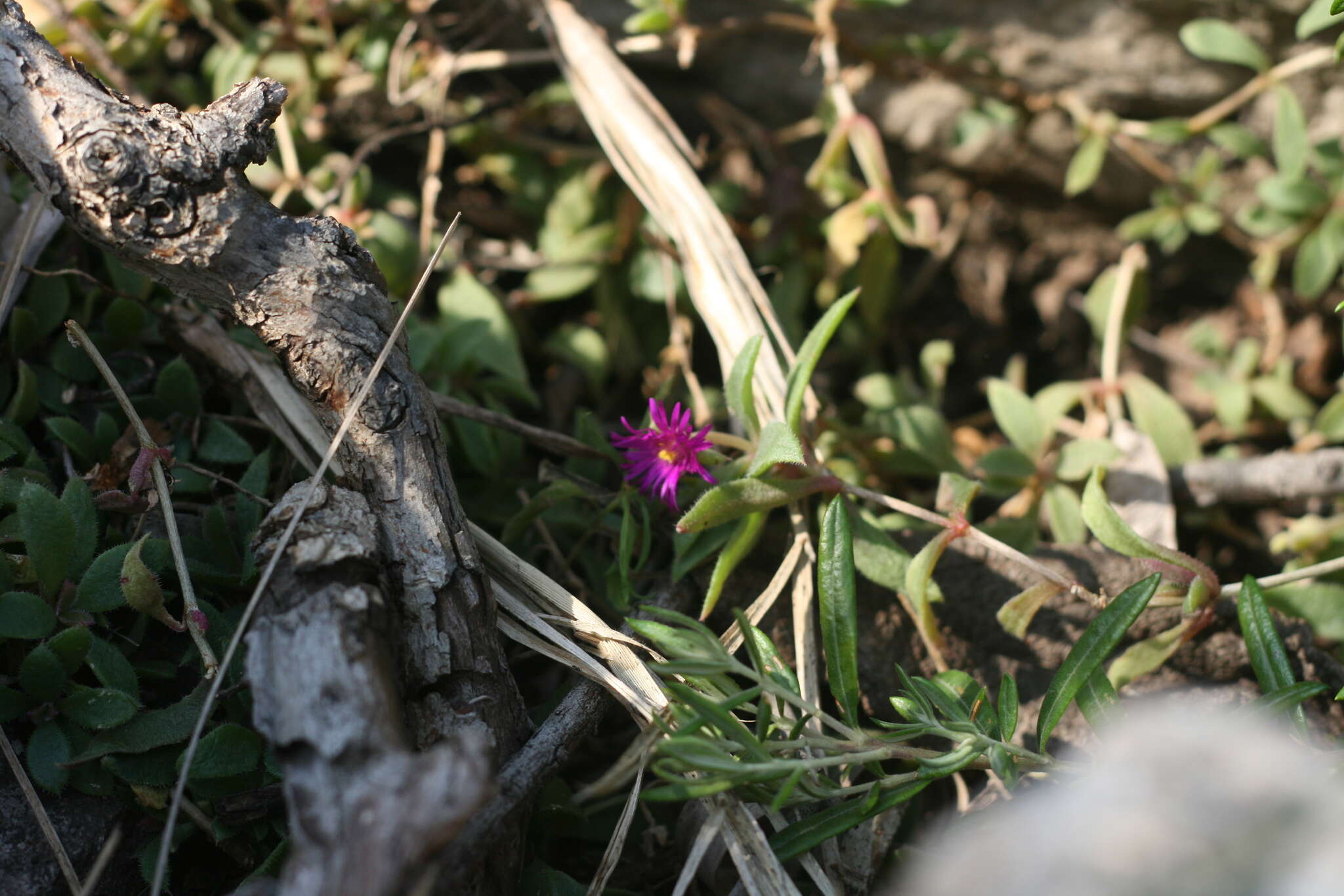 Image of Delosperma uniflorum L. Bol.