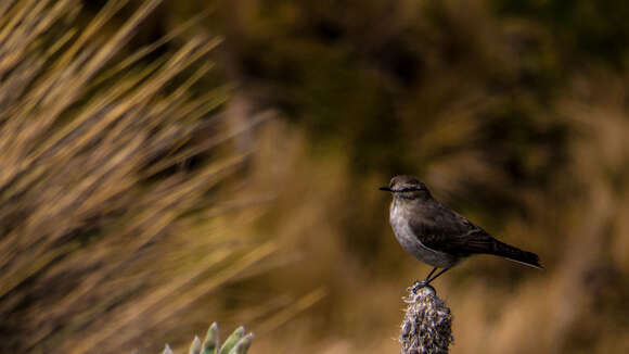 Image of Paramo Ground Tyrant