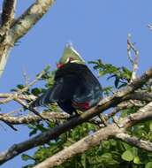 Image of Livingstone's Turaco