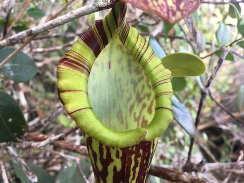 Image of Pitcher plant