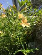 Image of southern bush monkeyflower