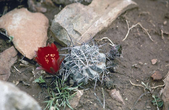 Image of Echinopsis pugionacantha subsp. haemantha (Rausch) M. Lowry