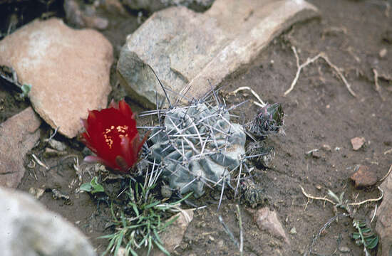 Plancia ëd Echinopsis pugionacantha subsp. haemantha (Rausch) M. Lowry