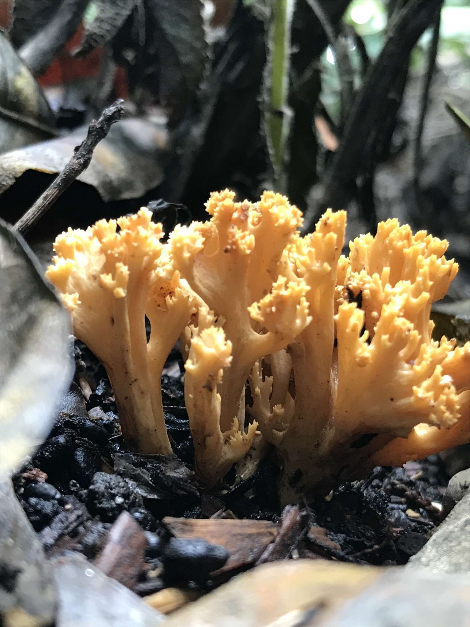 Phaeoclavulina myceliosa resmi