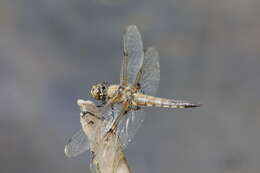 Image of Four-spotted Chaser