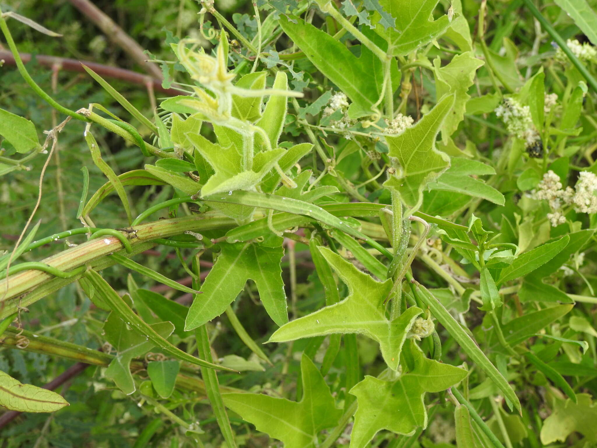 Image of Cayaponia podantha Cogn.