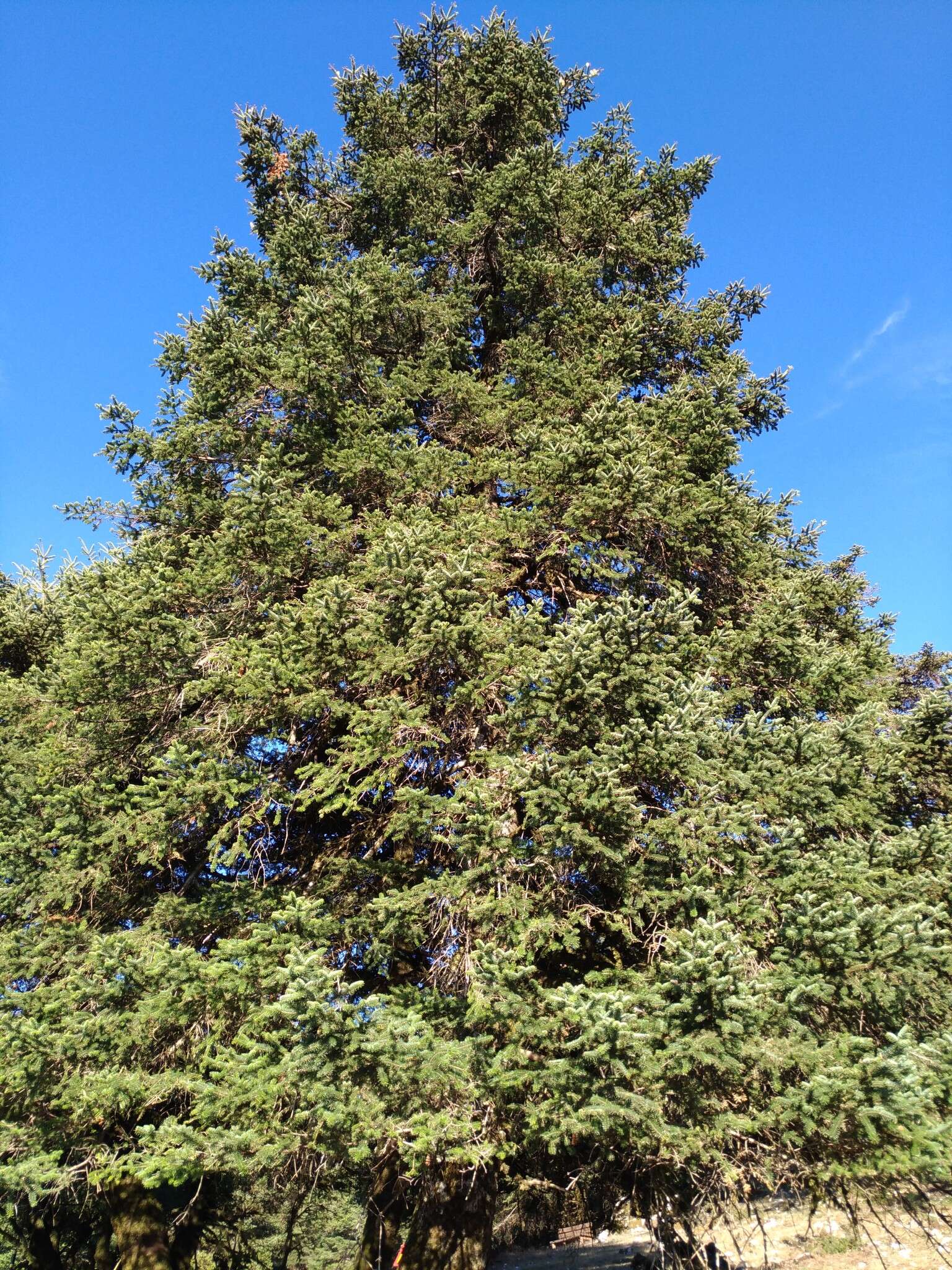 Image of Grecian Fir