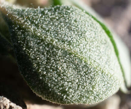 Plancia ëd Atriplex longitrichoma H. C. Stutz, G. L. Chu & S. C. Sanderson