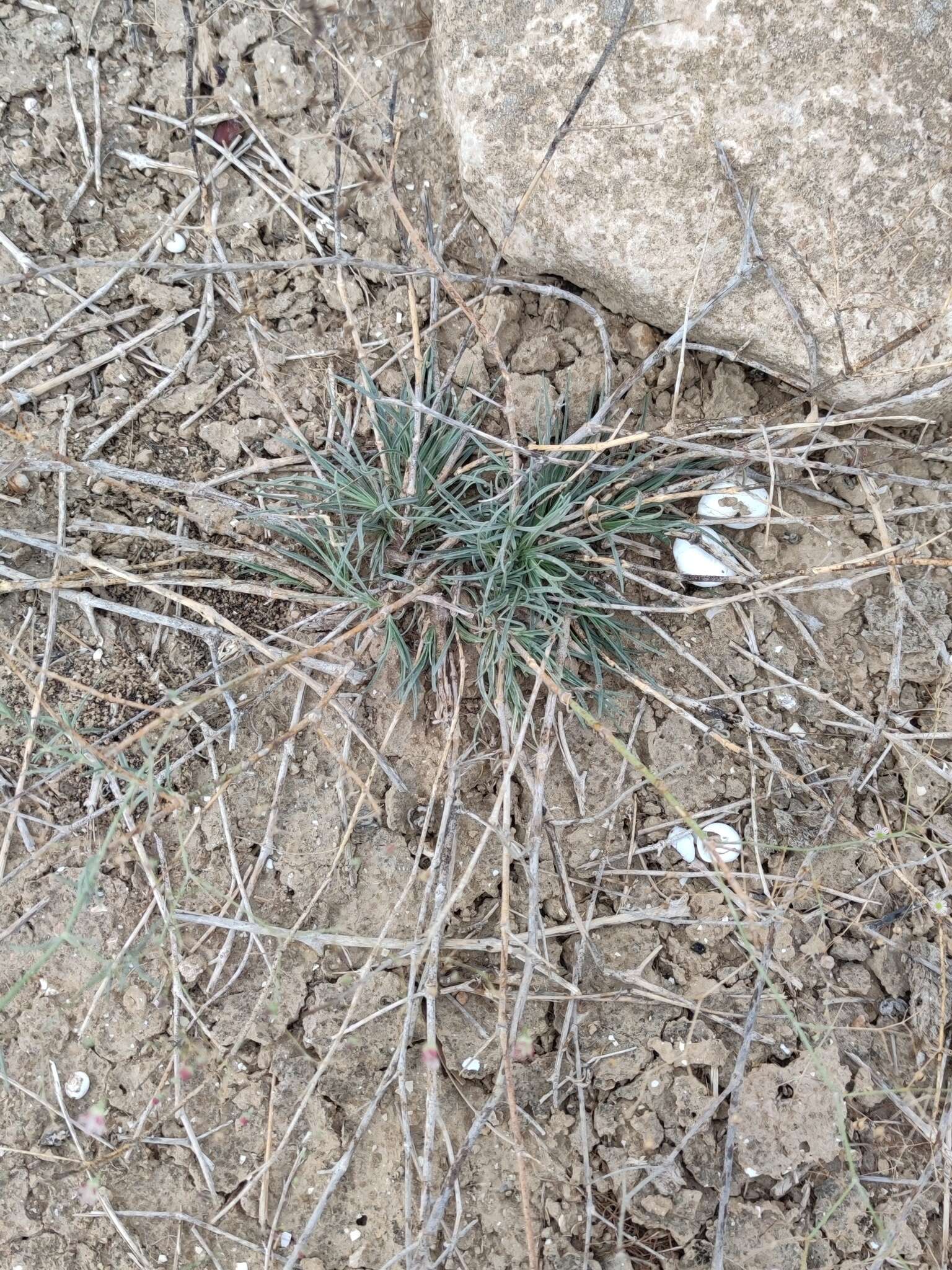 Слика од Gypsophila capillaris (Forsk.) C. Chr.