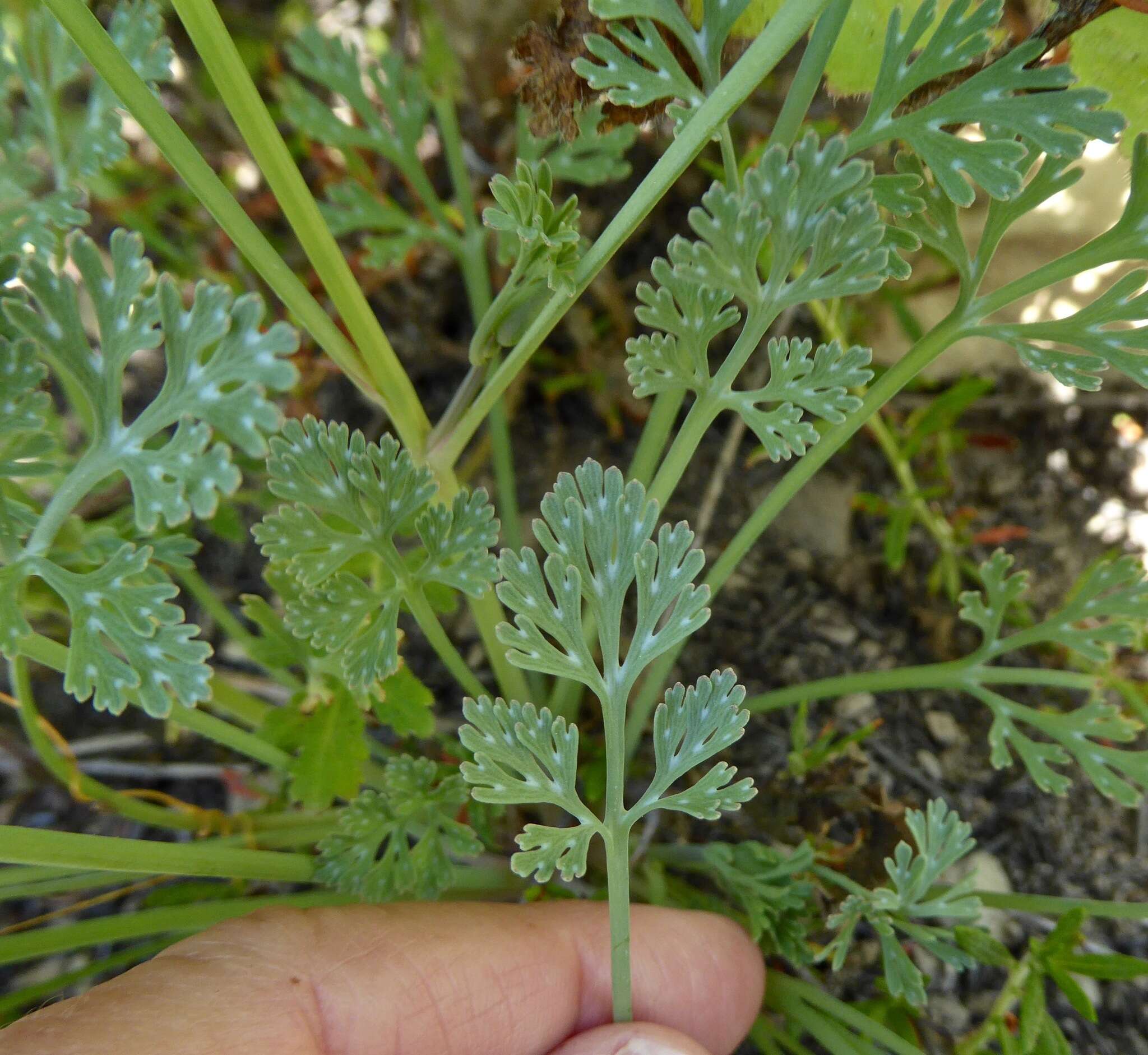 Image of tufted poppy