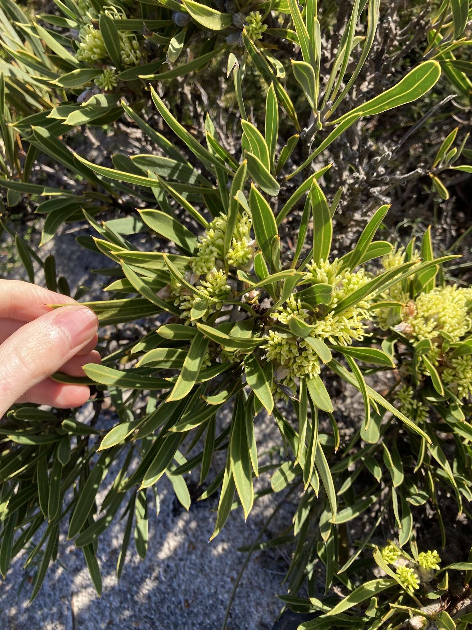 Imagem de Hakea eneabba Haegi