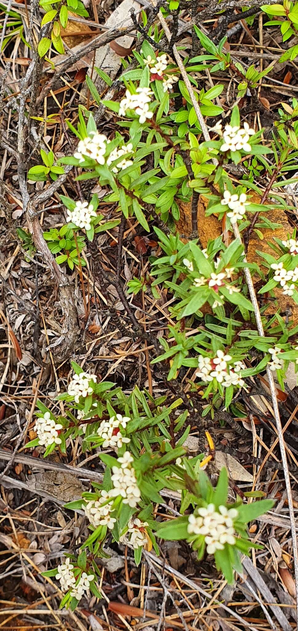 Image of Pimelea suteri T. Kirk