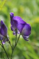 Sivun Aconitum sachalinense F. Schmidt kuva