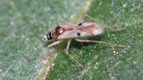 Image of Tupiocoris notatus (Distant 1893)