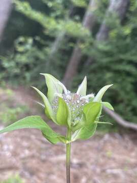 Image of Monarda austroappalachiana Floden