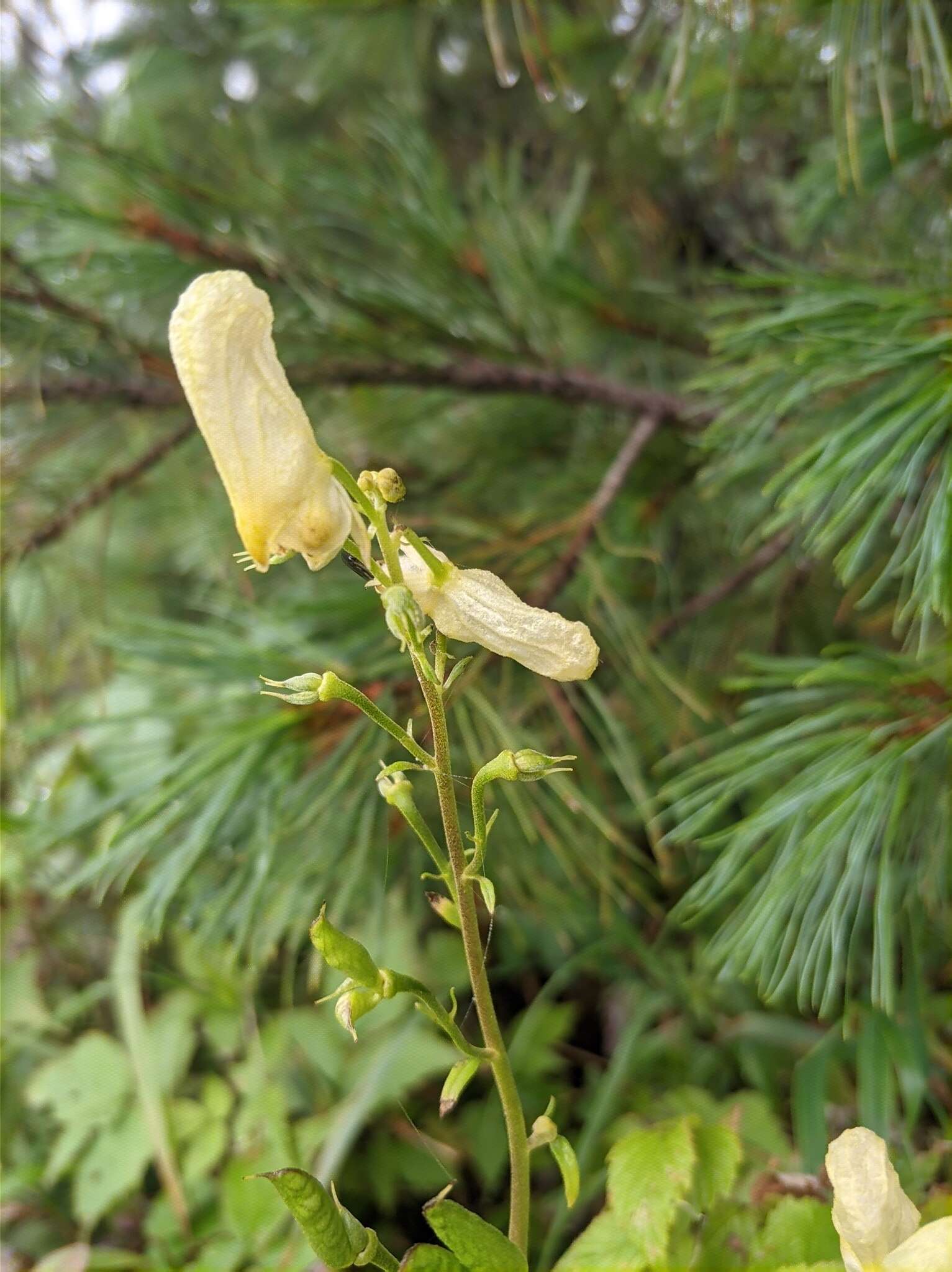 Image of Aconitum umbrosum (Korsh.) Kom.