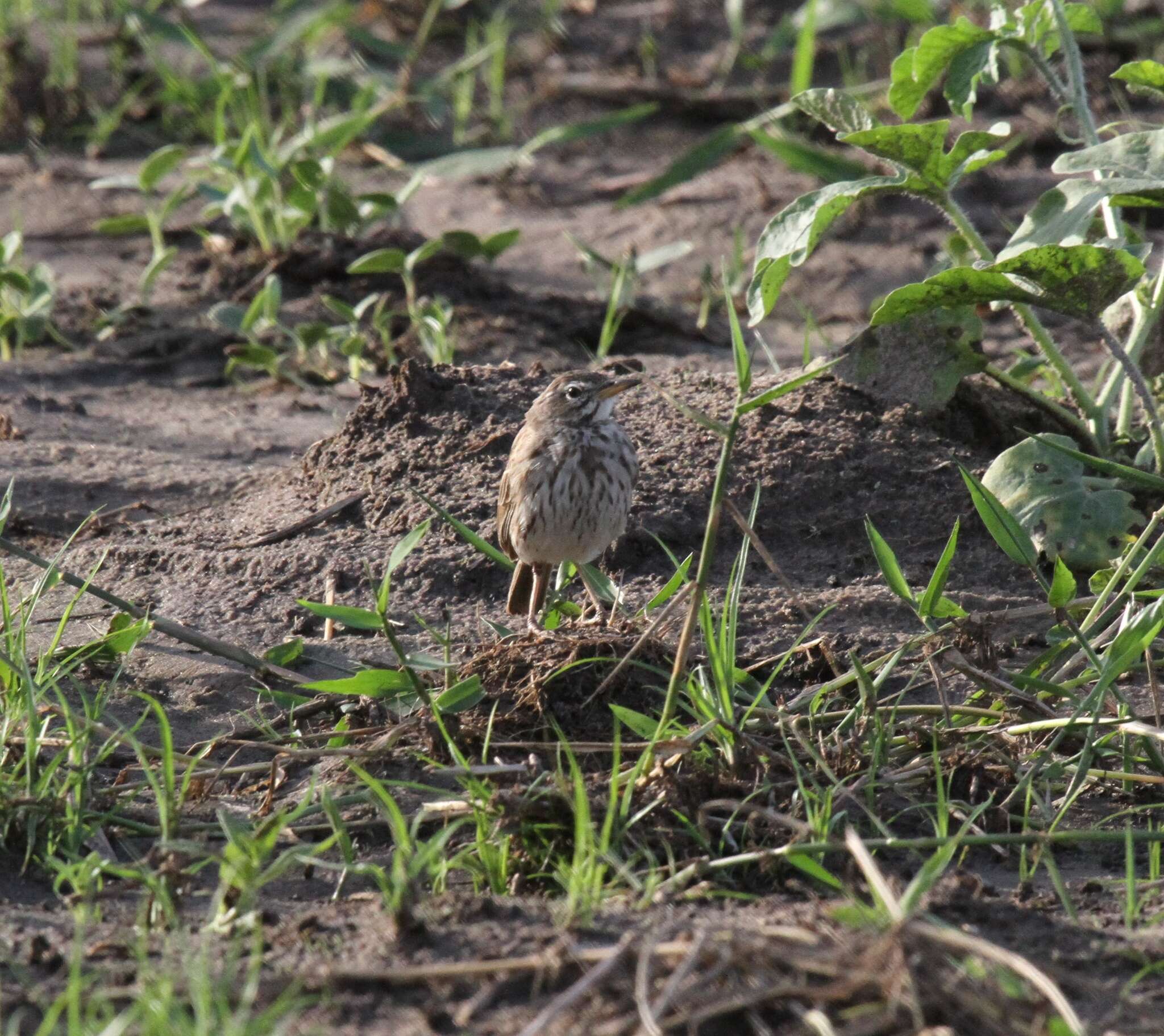 Image of Malindi Pipit