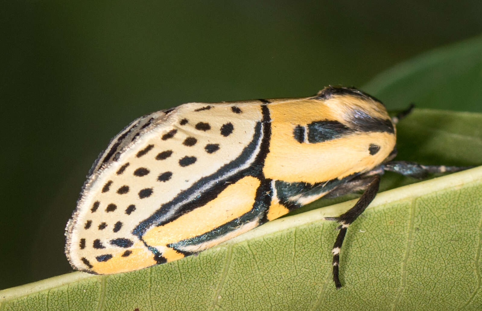 Image of Diphthera Hübner 1809