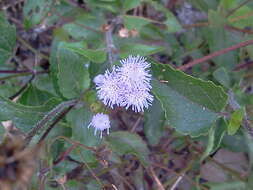 Plancia ëd Ageratum gaumeri B. L. Rob.