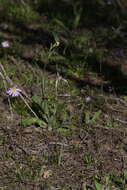 Caladenia exilis Hopper & A. P. Br.的圖片