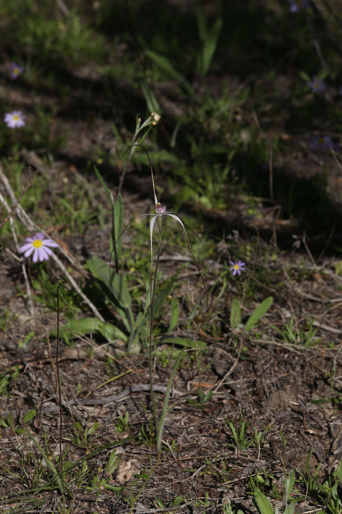 Caladenia exilis Hopper & A. P. Br.的圖片