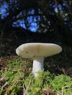 Image of Russula stuntzii Grund 1979