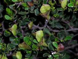 Image of Dodonaea bursariifolia F. Müll.