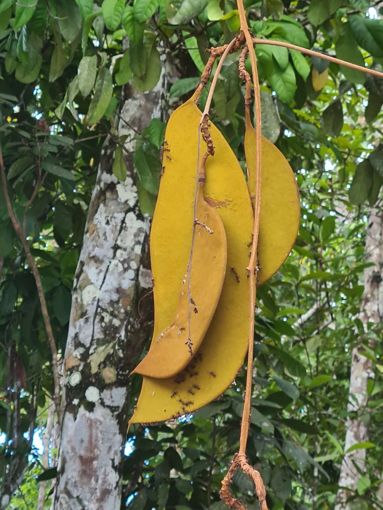 Image of Eperua rubiginosa Miq.