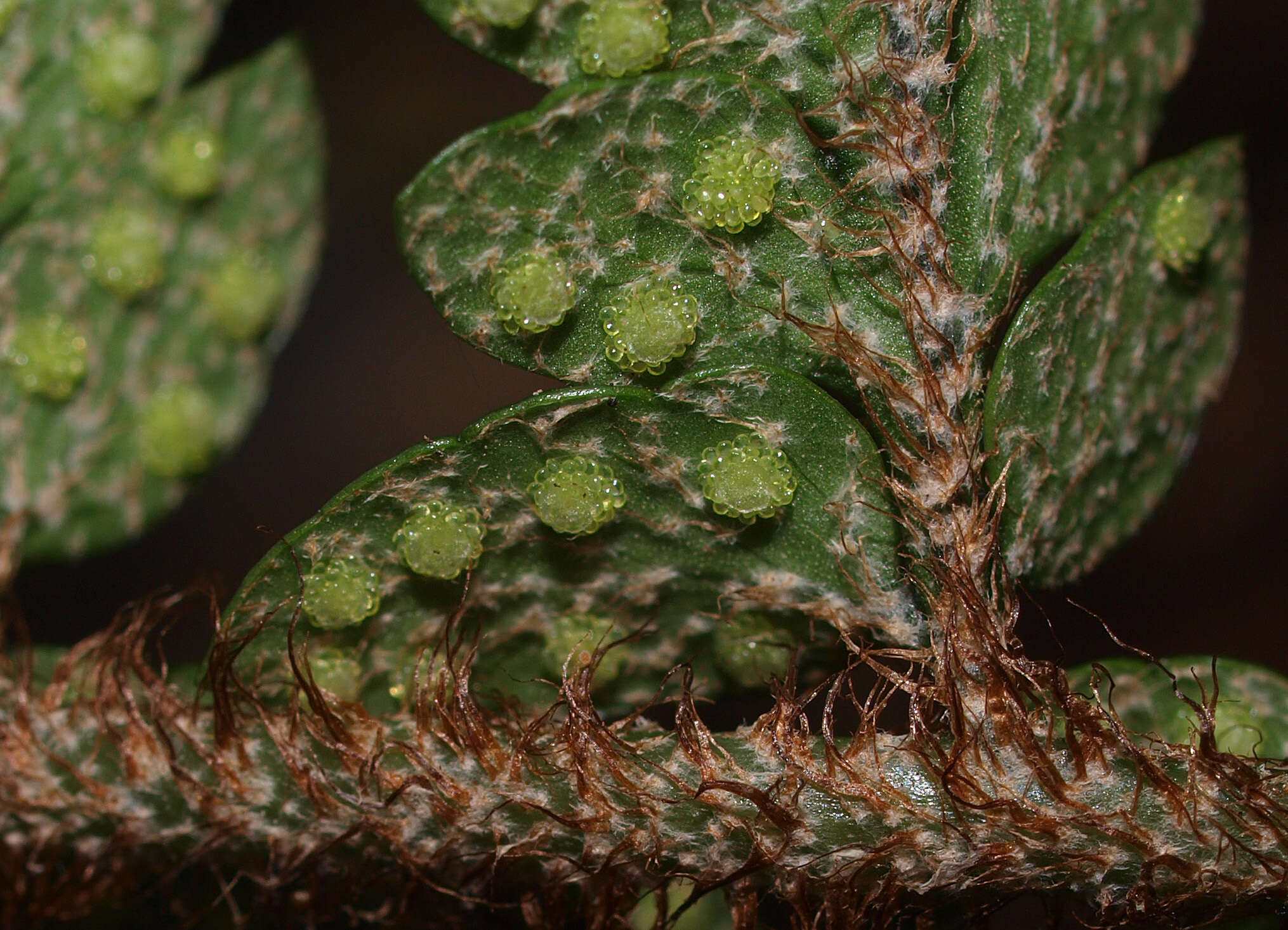 Image de Polystichum wawranum (Szyszyl.) Perrie