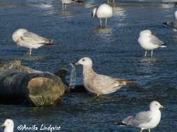 Image of European Herring Gull