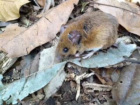 Image of Russet Oryzomys