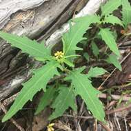 Image of Sigesbeckia australiensis D. L. Schulz