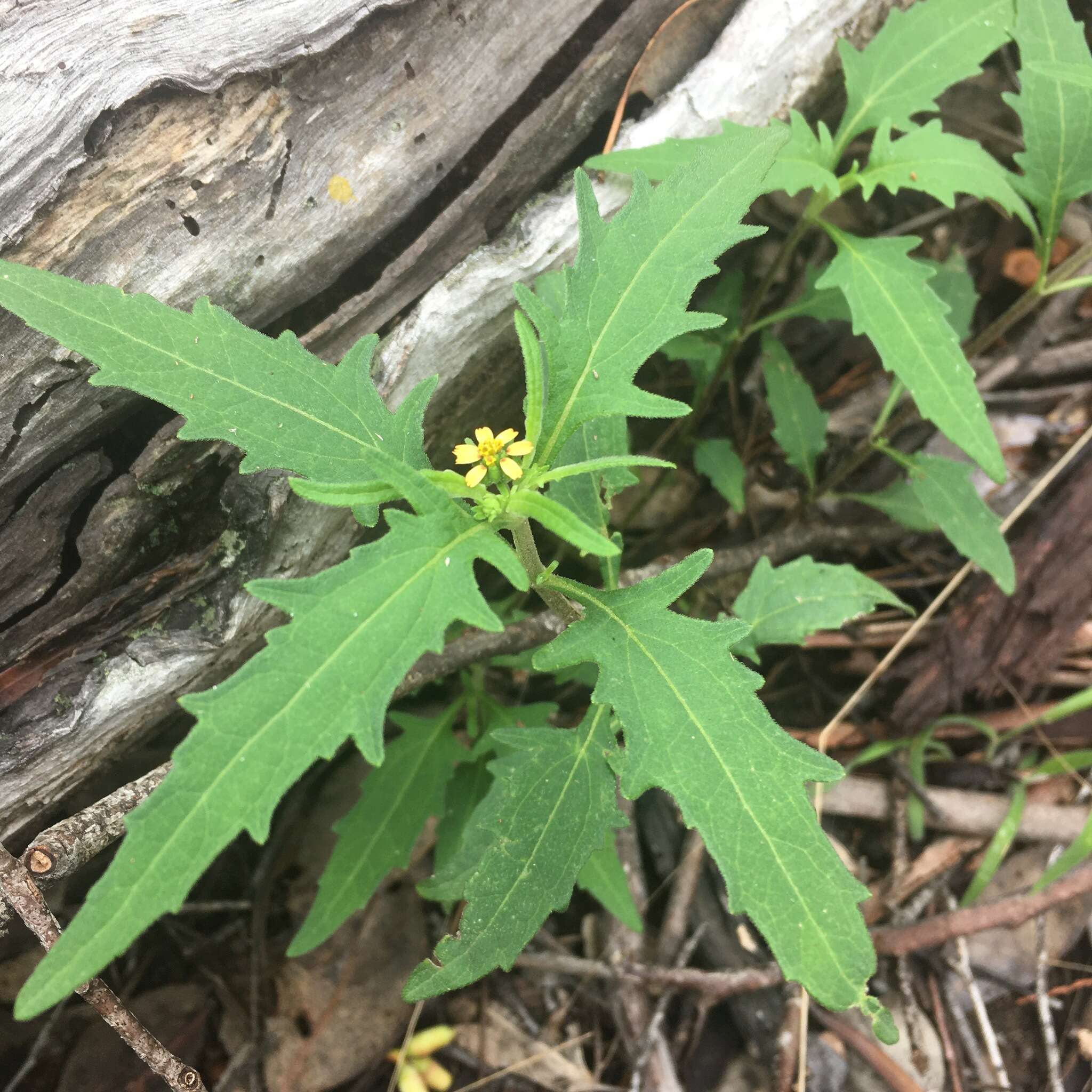 Image of Sigesbeckia australiensis D. L. Schulz