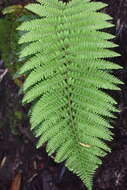 Imagem de Polystichum ammifolium (Desv.) C. Chr.